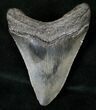Serrated Megalodon Tooth #16404-2